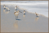 Beachcombers