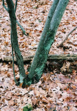 27lichen4.jpg