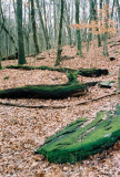 28hickory_ridge.jpg
