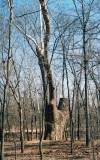 09_monstertree1.jpg