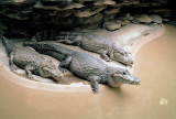 20_crocadilians.JPG