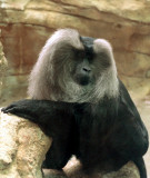 22Liontailed_macaque.jpg