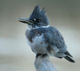 Belted Kingfisher