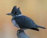 Belted Kingfisher