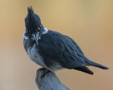 Belted Kingfisher