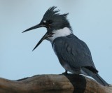 Belted Kingfisher