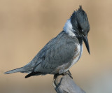 Belted Kingfisher