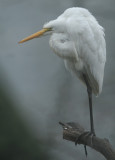 Great Egret