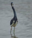 Tricolored Heron (Texas)