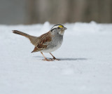 White-throated Sparrow