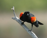 Red-winged Blackbird