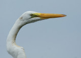 Great Egret