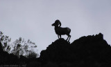 Desert Bighorn Sheep