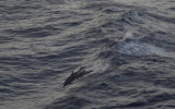 Dolphins in Kona
