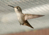 Hummingbird in flight