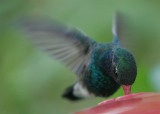 Hummingbird feeding