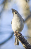 Tufted Titmouse