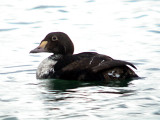 King Eider