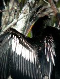 Anhinga