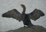 Double-crested Cormorant