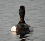 Greater Scaup