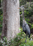 Great Blue Heron