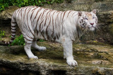 White Tiger