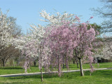 Haines Point Cherry Blossom Festival 07_31.JPG