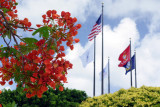 Flame Tree and Flags
