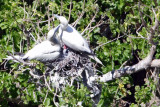 Nesting Red Footed Boobys