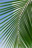 Coconut Leaf