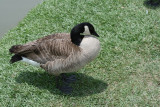 Cackling Goose: Branta hutchinsii