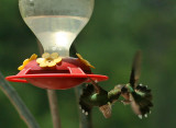  Ruby-throated Hummingbirds- 2007