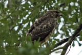 Red-shouldered Hawk: Eastern Juvenile