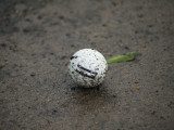 golf ball.jpg