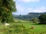 Meadow near Boone