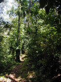 Jungle trail