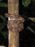 Red-tailed boa