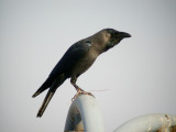 Huskrka - House Crow  (Corvus splendens) 