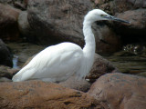 Silkeshger - Little Egret  (Egretta garzetta)