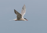 Fisktrna - Common tern  (Sterna hirundo)