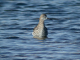 Brushane - Ruff  (Philomachus pugnax)