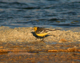 Citronrla - Citrine Wagtail  (Motacilla citreola)