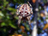Korsspindel - Garden Cross Spider (Araneus diadematus)