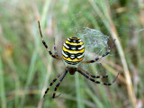 Getingspindel - Wasp Spider  (Argiope bruennichi)