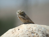 Minervauggla - Little Owl  (Athene noctua)