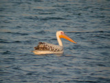 Vit pelikan - White Pelican  (Pelecanus onocrotalus)