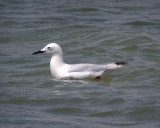 Lngnbbad ms - Slender-billed Gull  (Larus genei)