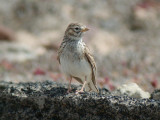 Dvrglrka - Lesser Short-toed Lark  (Calandrella rufescens)