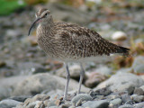 Smspov - Whimbrel  (Numenius phaeopus)